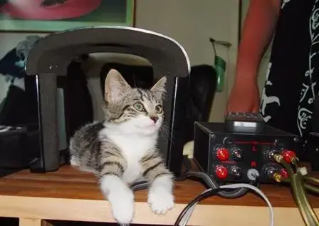 Headphone cat 1.webp