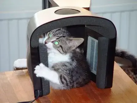 Headphone cat 2.webp
