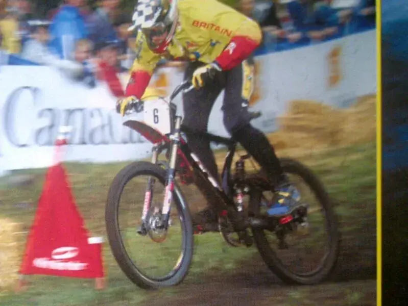 stevie.webp