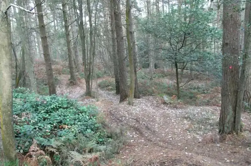 arrows-trees.webp