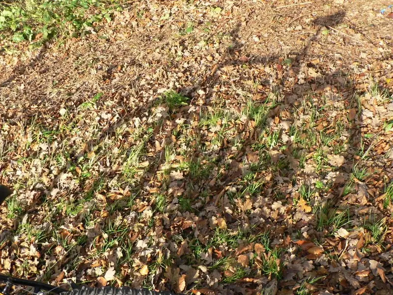 P1110603.webp