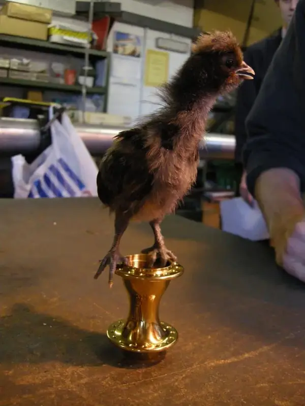 royce chick.webp
