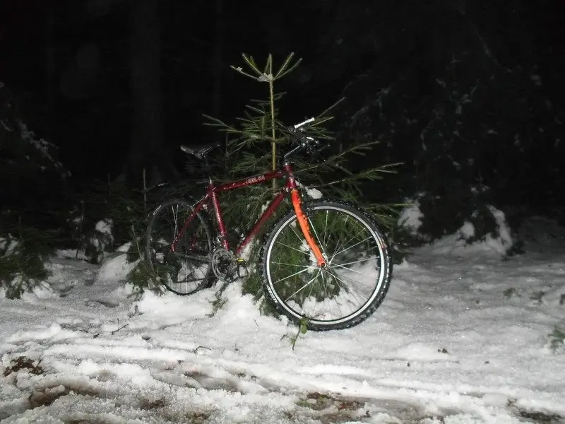 Bike under tree.webp