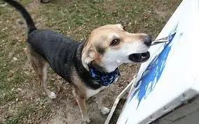 painting dog.webp