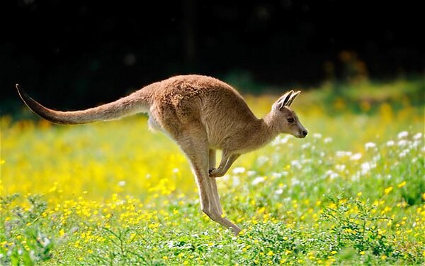 Kangaroo_1786273b.jpg