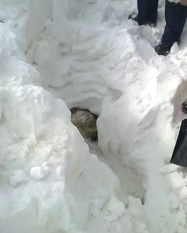 Sheep-1.webp