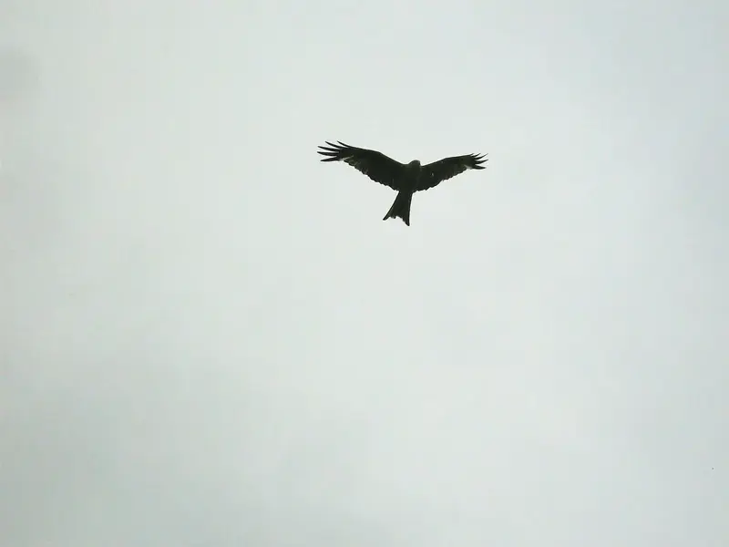 gliding-kite.webp