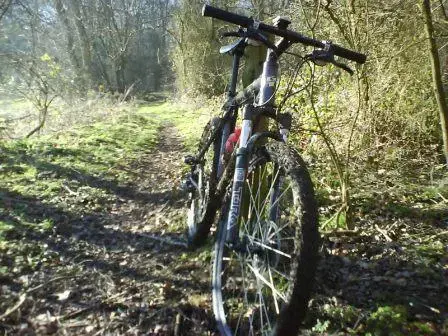 Avalanche in Bardney Woods.webp