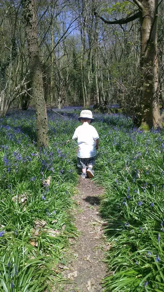 bluebell.webp