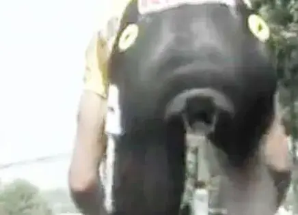 Fignons Arse!.webp