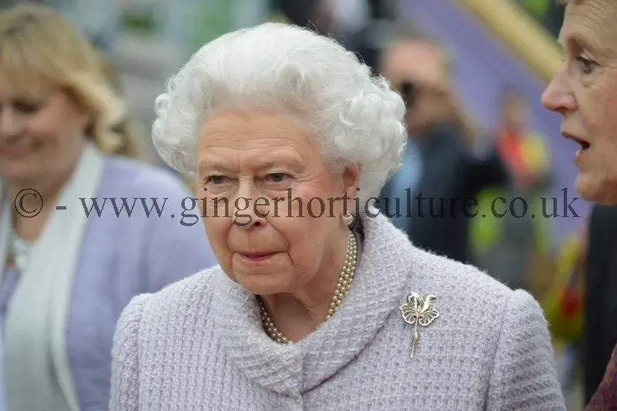 QUEEN.webp