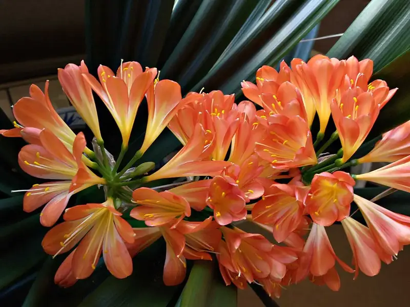 Clivia.webp