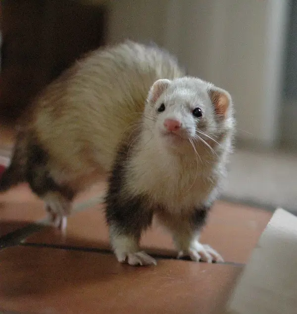 Pippin2.webp