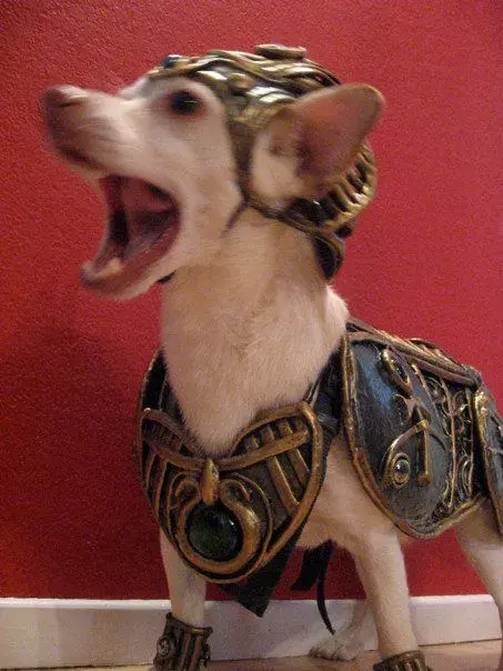 dog armor.webp