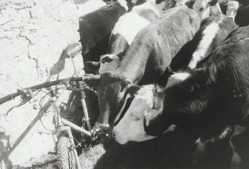 cows.webp