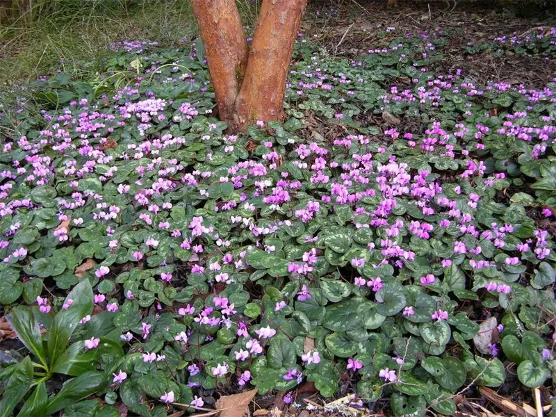 drift-of-cyclamen.webp