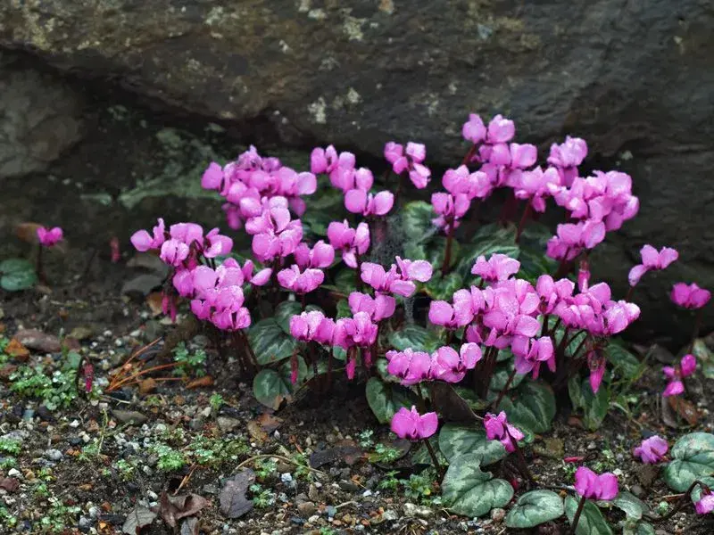 cyclamen flowering.webp