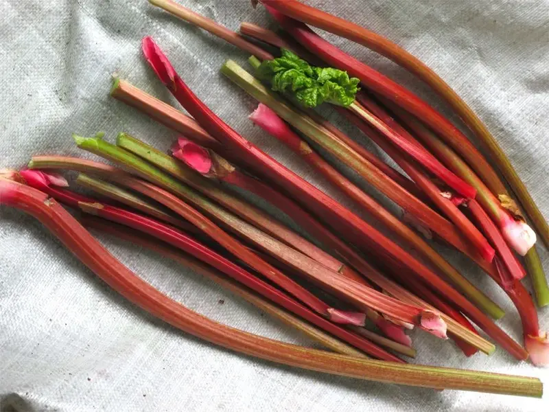 mmm_rhubarb_0530.webp