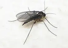 220px-Female_black_fungus_gnat.webp