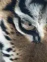 eye of the tiger.webp
