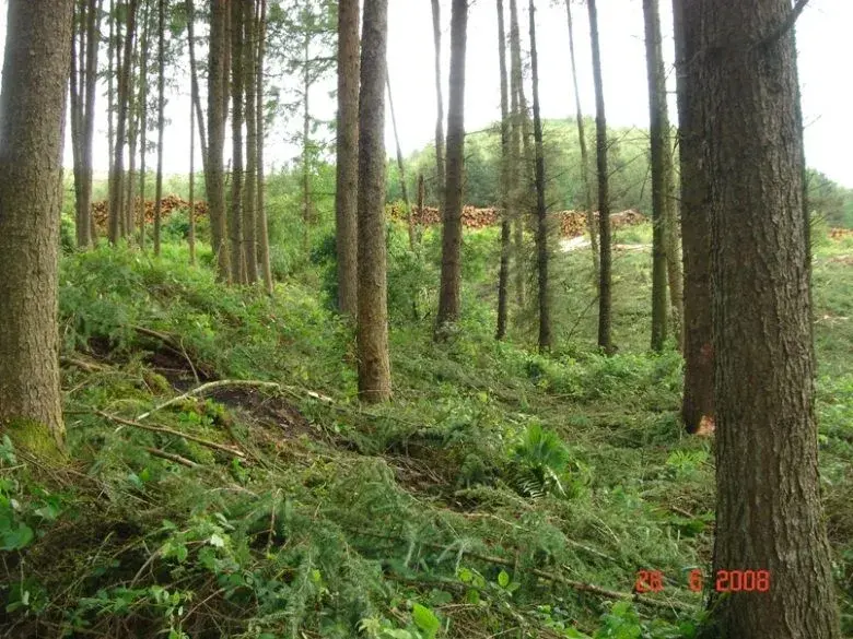 Death Of A Trail.webp