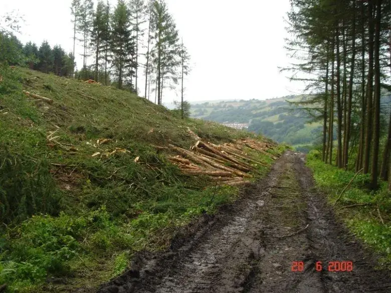 Death Of A Trail (2).webp