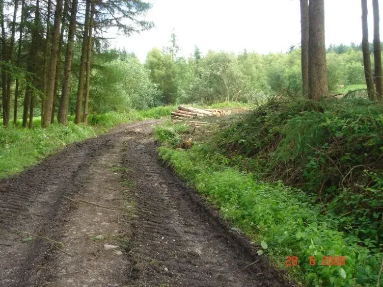 Death Of A Trail (4).webp