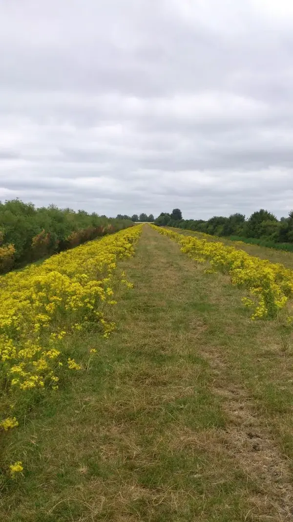 the flowered highway.webp