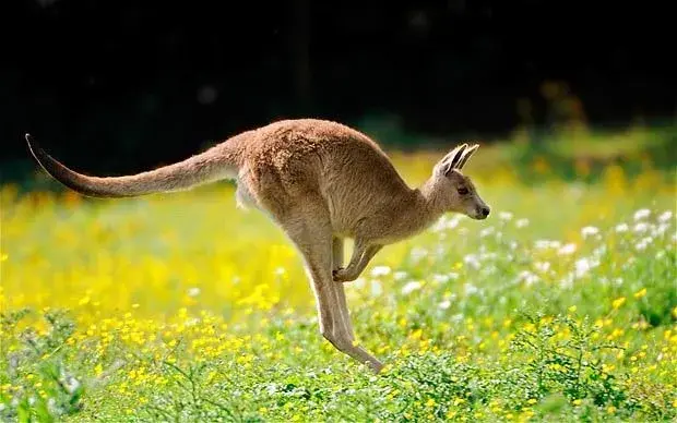 Kangaroo_1786273b.webp