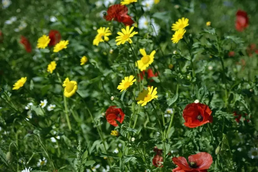 gh_DSC0387.webp