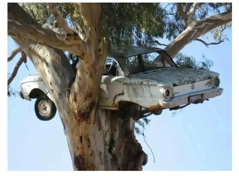 Nesting falcon.webp