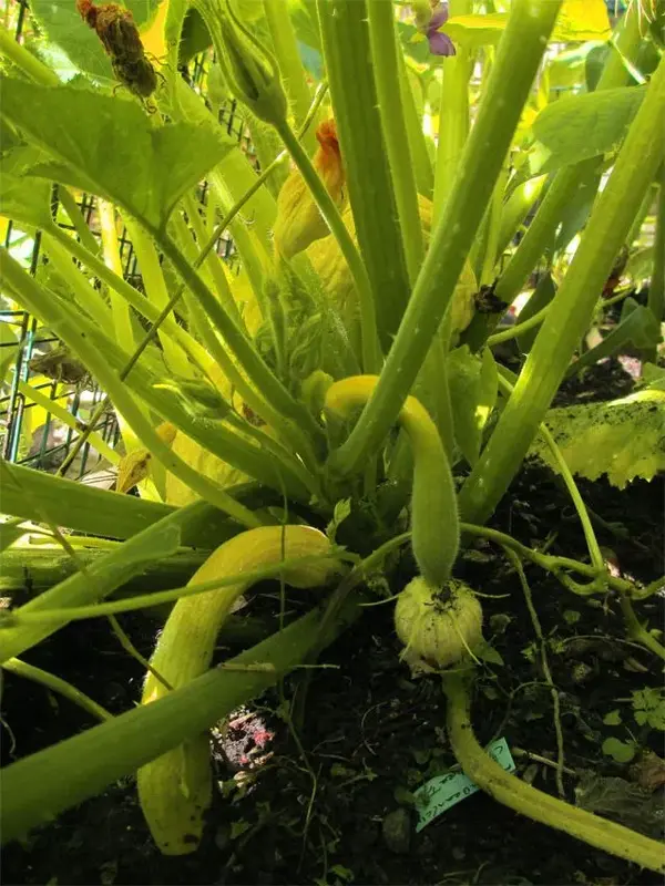courgette_rugosa_friulana_1.webp