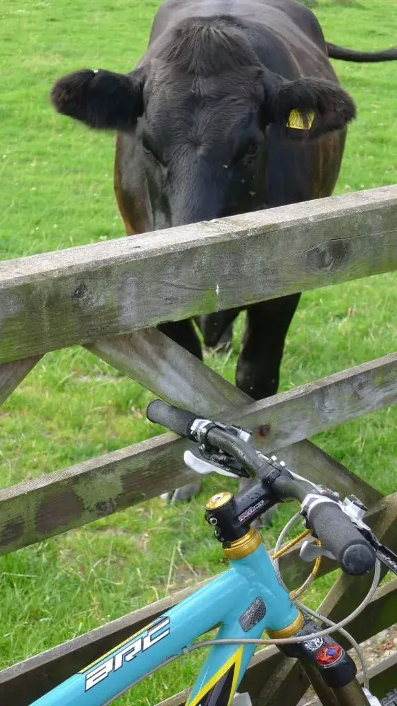 bike_cleaning_experts 006.webp