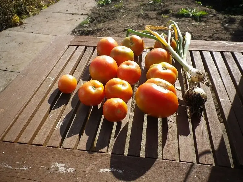 IMGP3686.webp