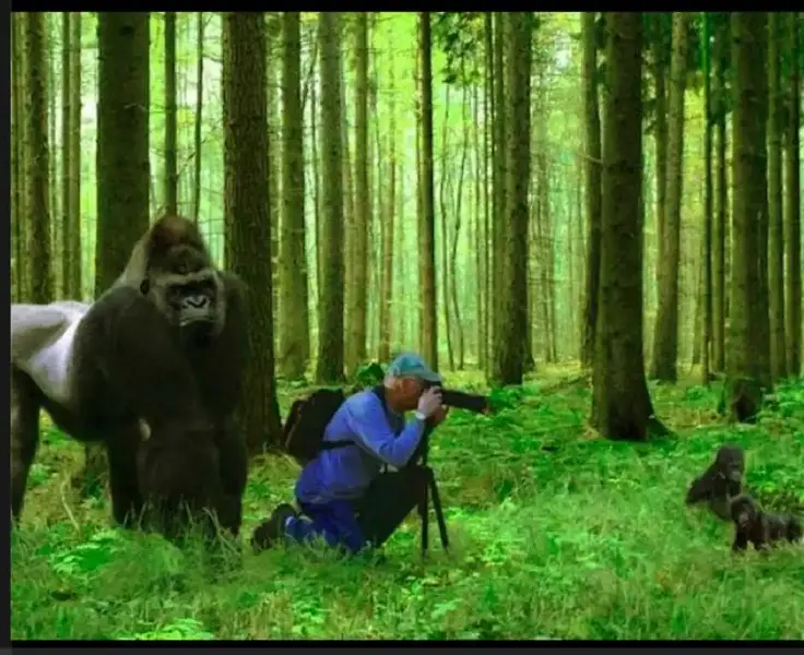 Gorilla, photographer-1.webp