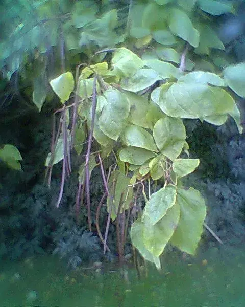 Photo0092.webp