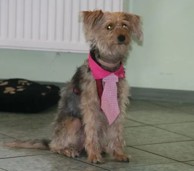 PESTA - THE DOG.webp