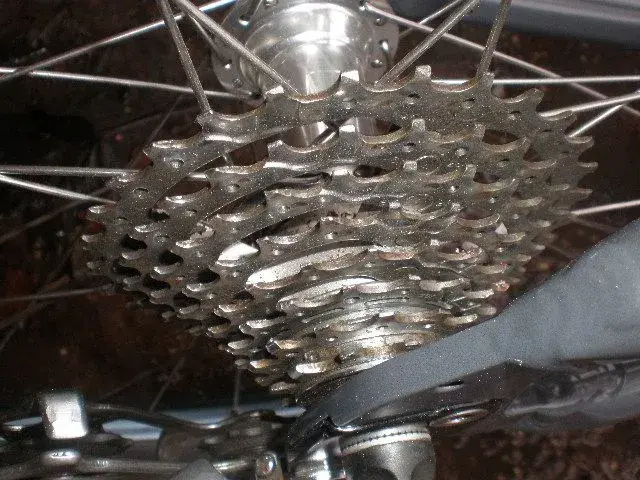 rock lobster parts 010.webp