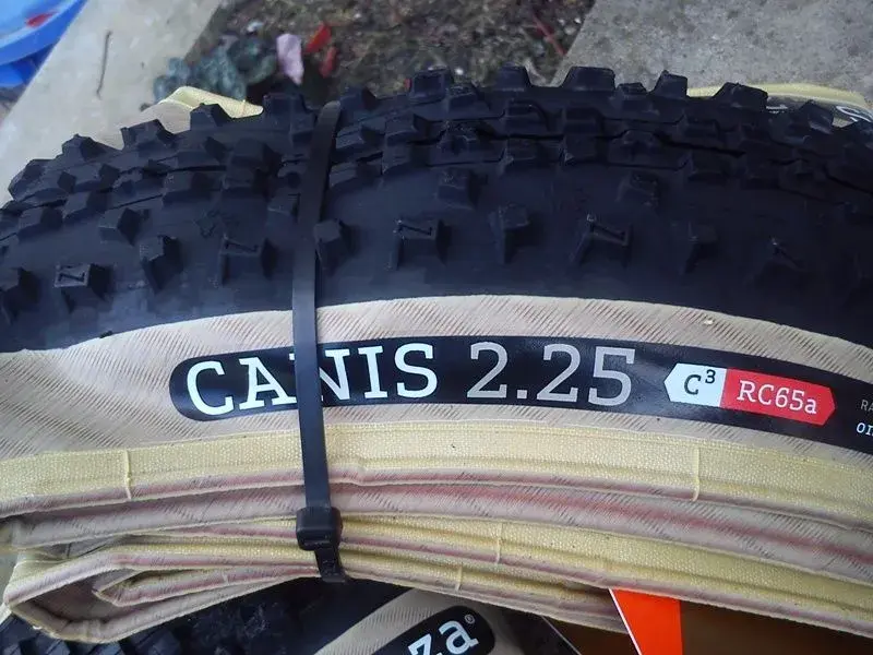 Cannis 1.webp
