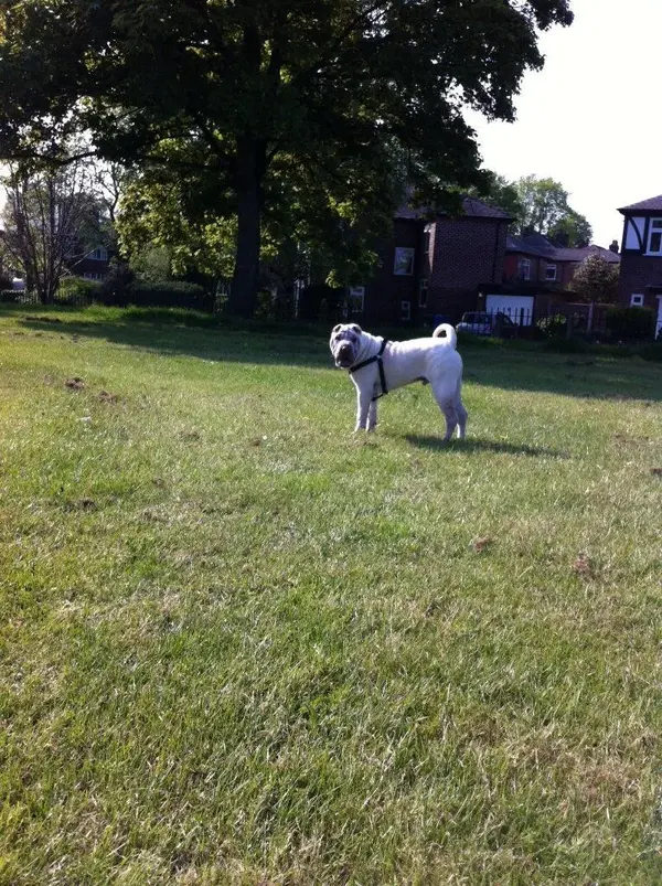 image.webp