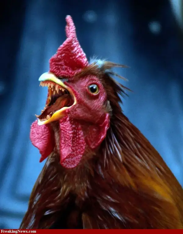 Hen-with-Teeth-34068.webp