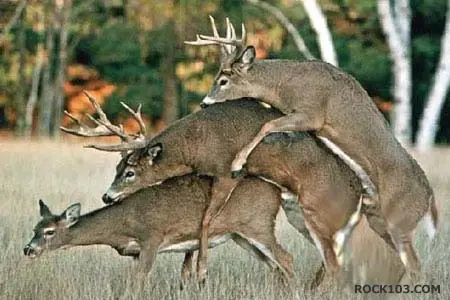 deer-sex.webp