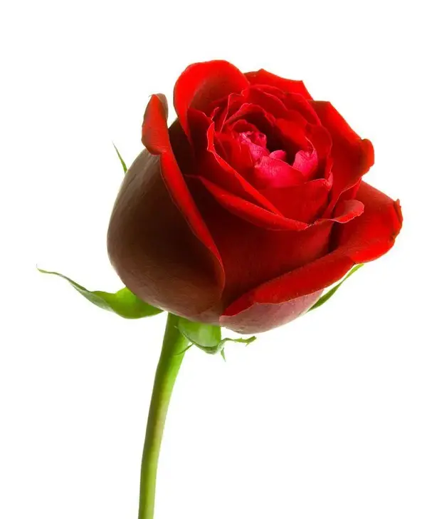 image.webp