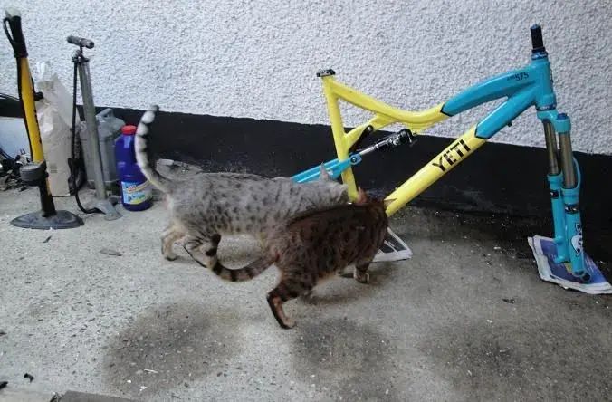 yeticat.webp