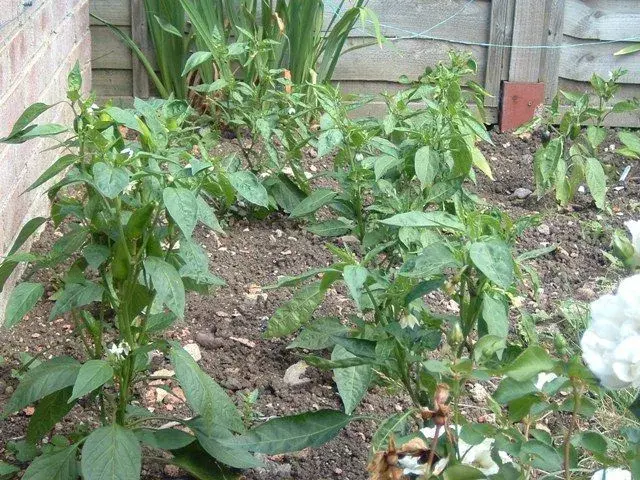 DSCF0056.webp