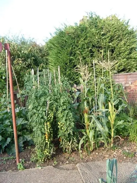 Toms and sweetcorn.webp
