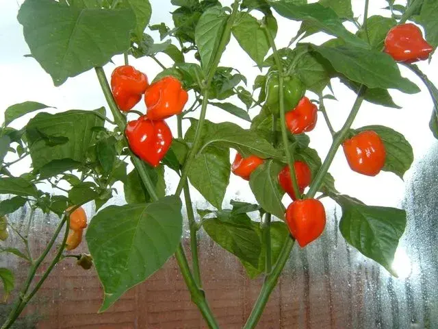 CARABEAN RED HOT.webp