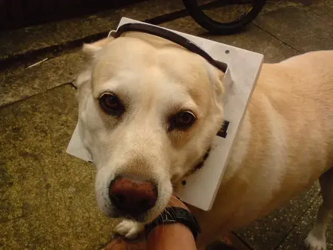 stupid dog!.webp