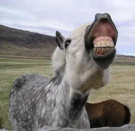 horse_teeth_2.webp