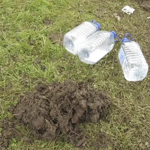 no mud no cry.webp